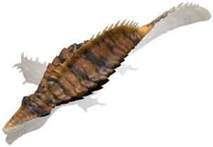 Carnassius.png